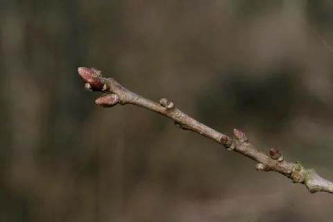 Oak, Quercus rober Stock Photos