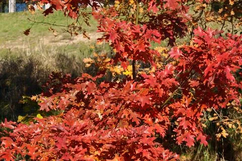 Oak with red leaves 库存照片