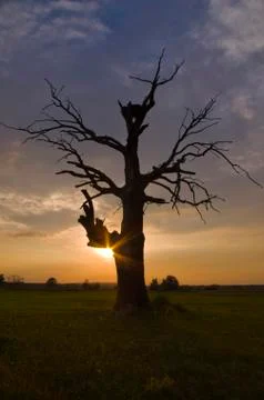 Oak in Rogalin at sunset. Stock Photos