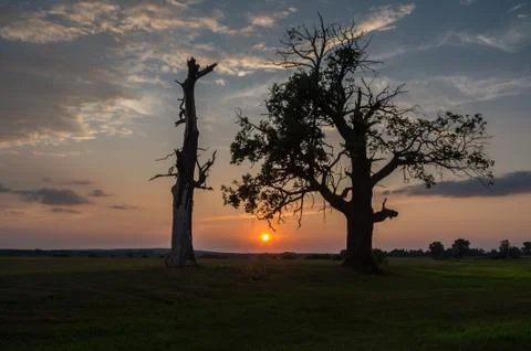 Oak in Rogalin at sunset. Stock-Fotos