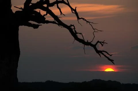 Oak in Rogalin at sunset. Stock Photos