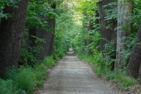 Oak rove, path going into the distance Stock Photos