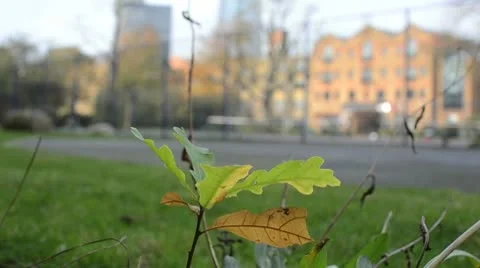 Oak sapling growing in city Stock Footage 9126085