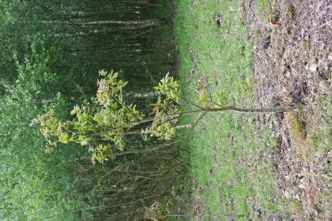 Oak sapling, Quercus robur Stock Photos