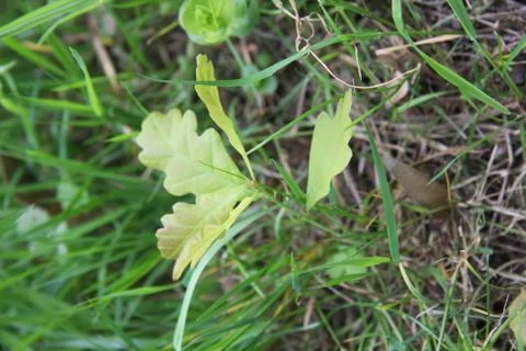 Oak sapling, Quercus robur Stock Photos