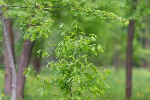 Oak sapling sheltered by forest canopy, layered trunks and airy green backgro Stock Photos
