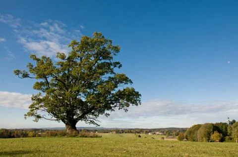 Oak in scandinavia Fotos Stock
