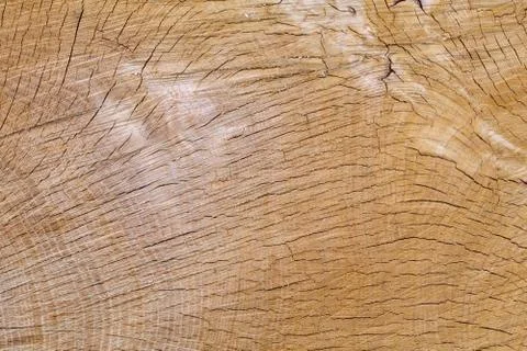 Oak Section Complex Stock Photos