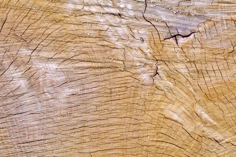 Oak Section with Grooves Stock Photos