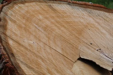 Oak section showing rings and layer of bark Stock Photos