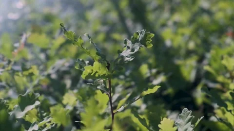 An oak seedling is watered with water from an automatic sprinkler Stock Footage 300764684