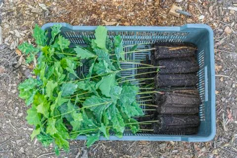Oak seedlings with a closed root system in the box before planting Stock Photos