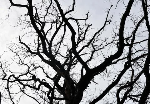Oak Silhouettes Stock Photos