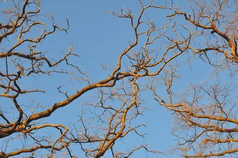 Oak Silhouettes Stock Photos