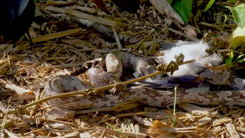 Oak snake, also called Gray Rat snake, swallowing a bluejay bird 06 Stock Footage 135473874