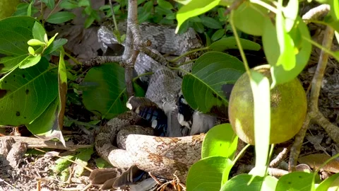 Oak snake eating a bird close up 12 Stock Footage 135477596