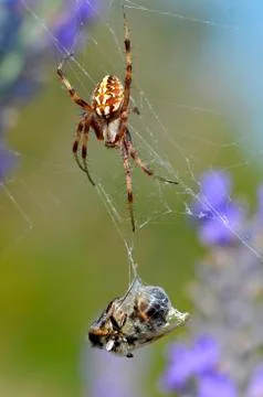 Oak spider with bee in the cocoon Stock Photos