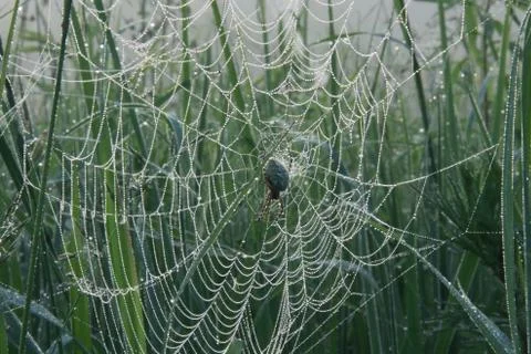 Oak spider in the centre of its web covered with dew Stockfoto's