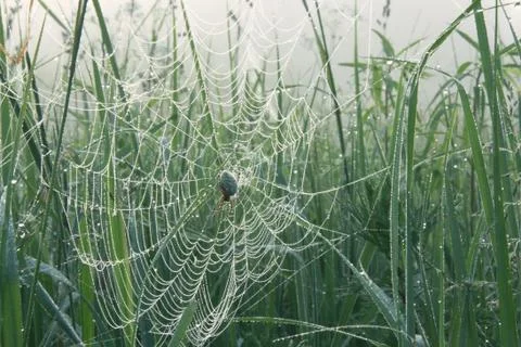 Oak spider on the orb web covered with dew Stock Photos