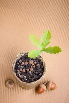 Oak sprout 스톡 사진