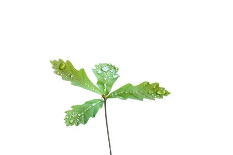 Oak sprout 스톡 사진