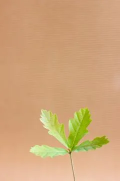Oak sprout Stock Photos