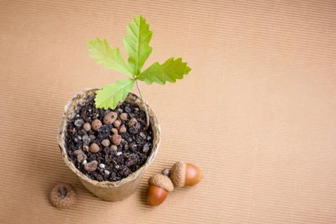 Oak sprout 스톡 사진