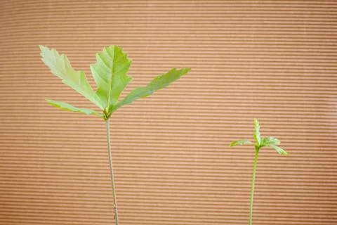 Oak sprout 스톡 사진