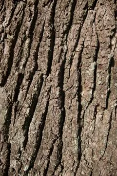 Oak stem with bark Foto stock