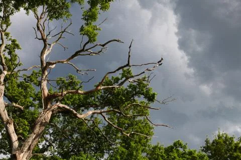 Oak in the storm Stock Photos