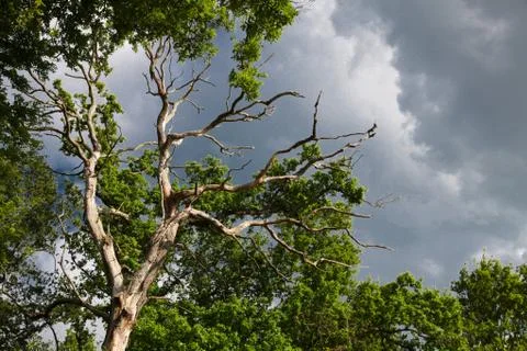 Oak in the storm Stock Photos