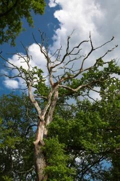 Oak in the storm Stock Photos