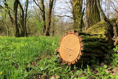 Oak stump in forest 스톡 사진