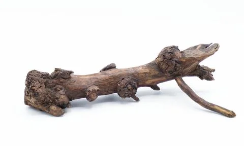 Oak stump, log fire drift wood isolated on white background, brown color wi.. Stock Photos