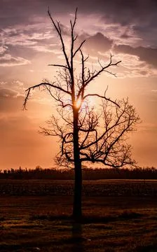 Oak at sunrise in fall Stock Photos