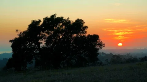 Oak Sunset Stock Footage 119787943