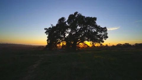 Oak Sunset Stock Footage 119787968