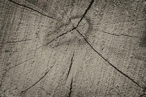 Oak texture on the cut. Natural background 스톡 사진