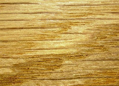 Oak texture Stock Photos
