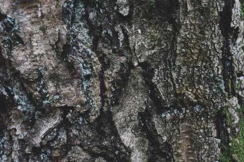 Oak texture in winter close-up Stock Photos