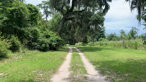 Oak Trail UHD Stock Footage 178977732