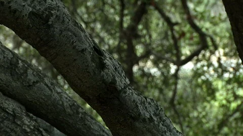 Oak tree 01 Stock Footage 330225