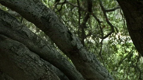 Oak tree 02 Stock Footage 330226