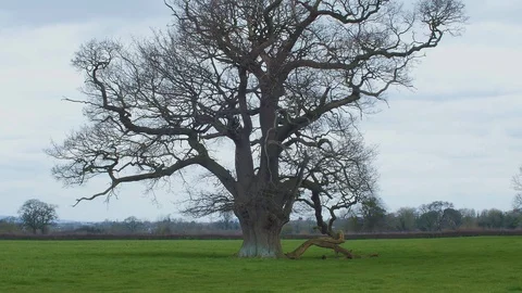 Oak Tree 1 Stock Footage 88068357