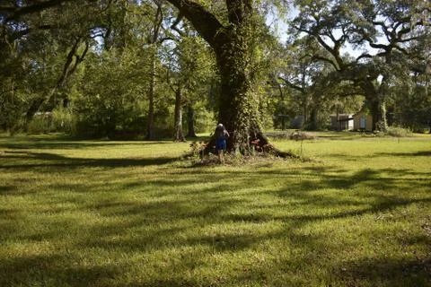 Oak tree 2 스톡 사진