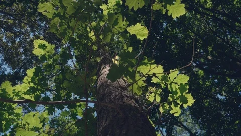 Oak tree 4K close up shot. Stock Footage 111782361