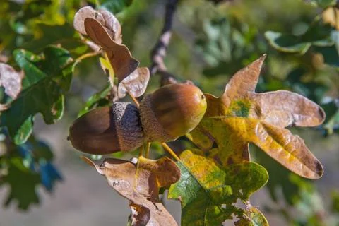 Oak Tree Acorn Fotos Stock