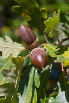 Oak Tree Acorn Stock-Fotos