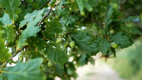Oak tree acorns Stock Footage 314342792