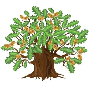 Oak tree with acorns, vector illustration Stock Illustration